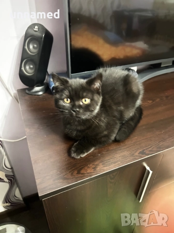 Мъжко британско котенце, снимка 8 - Други животни - 52832799