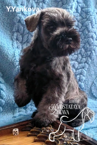 Мини шнауцер сол/пипер,чистокръвни,родителите с ген.тестове 