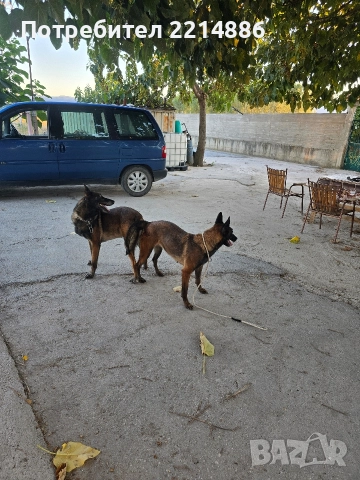 Белгийски овчарки-Малиноа , снимка 3 - Белгийска овчарка - 52960410