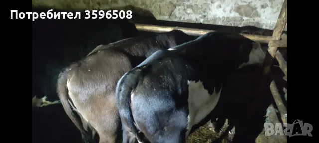 Телета Копривщица , снимка 11 - Крави - 54306693