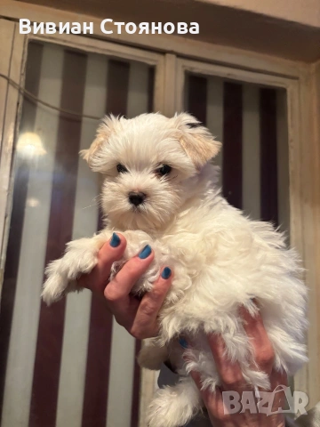 Йорки голд дъст, снимка 4 - Йоркширски териер - 53988971