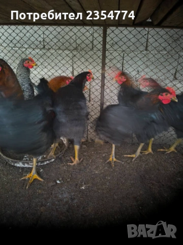 петли млади, снимка 2 - други­ - 53024670