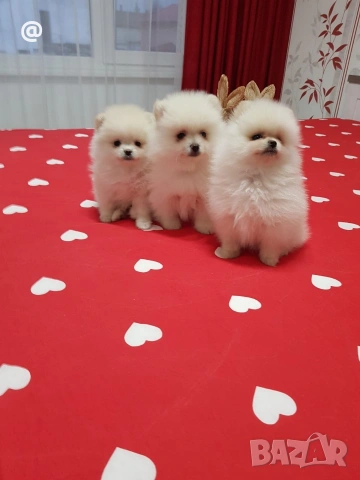 Померан померанчета свободни Гр. София, снимка 13 - Померан - 54000215