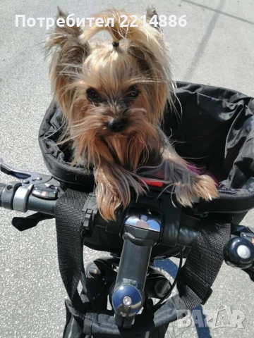 Мини йоркширски териери , снимка 10 - Йоркширски териер - 37413803