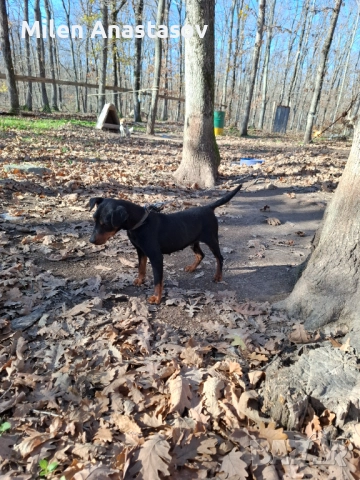 Ягтериери 2 бр, снимка 5 - Ягдтериер - 52793411