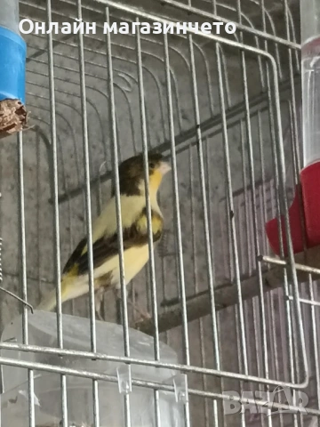 Продавам 5 бр женски канарчета от 2025г., снимка 3 - Канари - 54359980