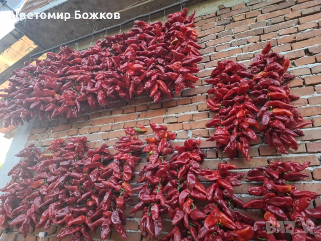 🌶️ Домашни сушени червени чушки – истински вкус от градината! 🌶️ НА ЕДРО!!!, снимка 10 - Домашни продукти - 52280937