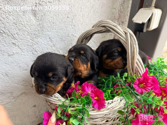 Ротвайлер , снимка 5 - Ротвайлер - 54254895