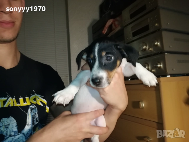 ДЖАК И ОЩЕ КАК-250ЛВ ЗА КУТРЕ 1410251958, снимка 3 - Джак ръсел териер - 52055647