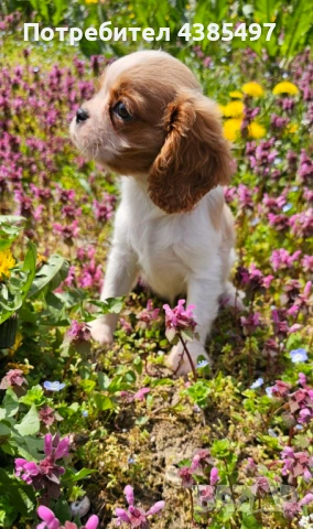 Момиче кавалер Кинг Чарлз Шпаньол, снимка 3 - Кавалер кинг чарлз шпаньол - 54347203