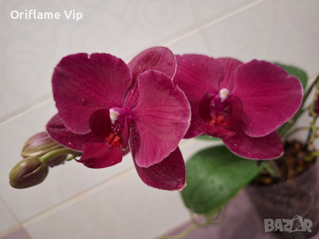 Орхидея, снимка 1 - Стайни растения - 44657639