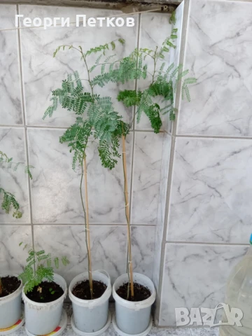 Цезалпиния, Жълта Райска Птица, снимка 6 - Градински цветя и растения - 51306469