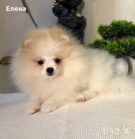 Малки сладки померанче, снимка 3 - Померан - 53083188