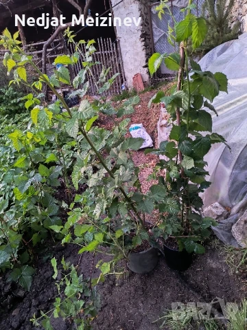 Бяла бреза, снимка 5 - Разсади - 50568007