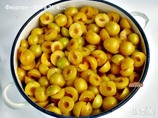 Джанка - жълта, снимка 2 - Разсади - 51040206