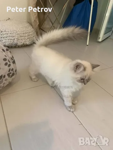 Шотлански котета, снимка 14 - Други - 56529363