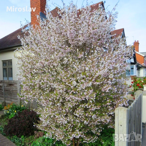 Японска вишна/(Фуджи череша), снимка 5 - Градински цветя и растения - 53890655
