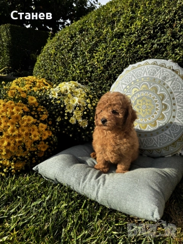 Мини пудел момче и момичета с генетични изследвания / Mini Poodles, снимка 5 - Пудели - 56439896