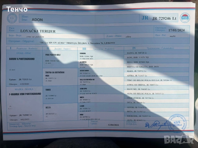 Ягдтериери, снимка 6 - Ягдтериер - 54191109