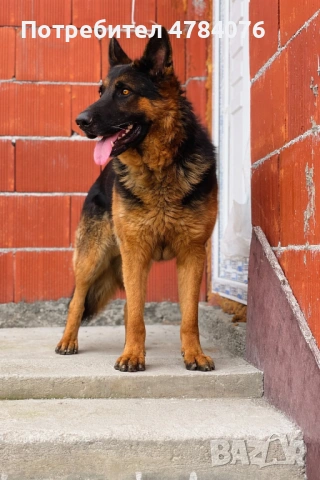 Немска овчарка, снимка 6 - Немска овчарка - 54046917