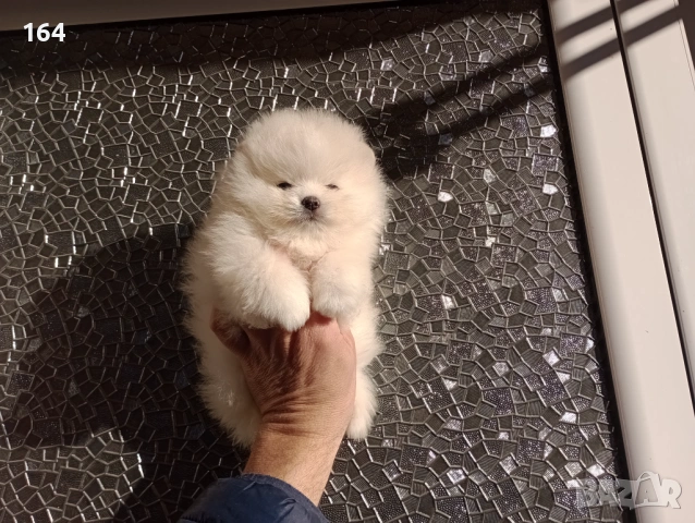 Мъжки Померан. Реални снимки от 12.01.26 г. Померанче, снимка 4 - Померан - 53027737