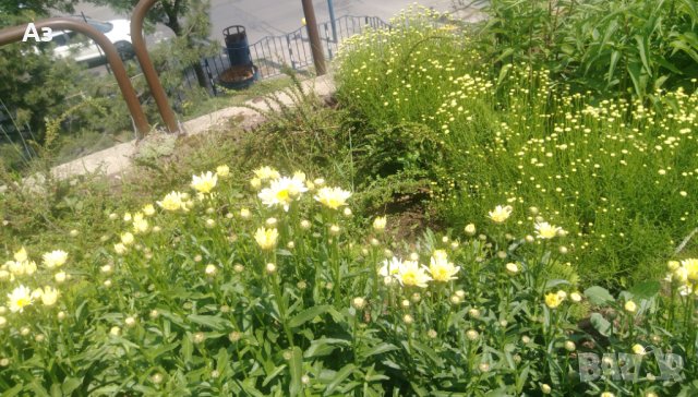 Продавам цветя Градинска маргарита – бяла и жълта, разсад, снимка 11 - Разсади - 44297106