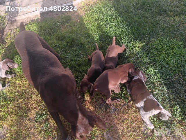 Малки кучета курцхари , снимка 4 - Курцхаар - 54256617