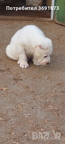 алабайчета чистокръвни, снимка 10 - Алабай - 54087010