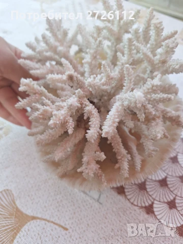 Морски артикули , снимка 11 - Декорация за дома - 46756630