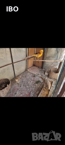 гъски фазан петли пуйки, снимка 9 - Патици и гъски - 51185883