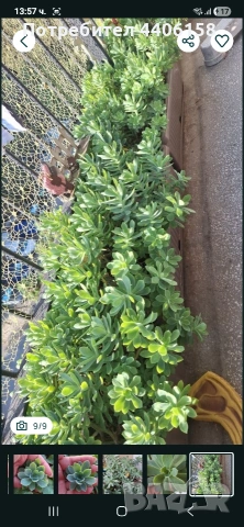 продавам сукуленти, снимка 5 - Градински цветя и растения - 54329114