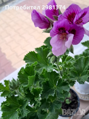 Кралски мушката, снимка 8 - Стайни растения - 54292443