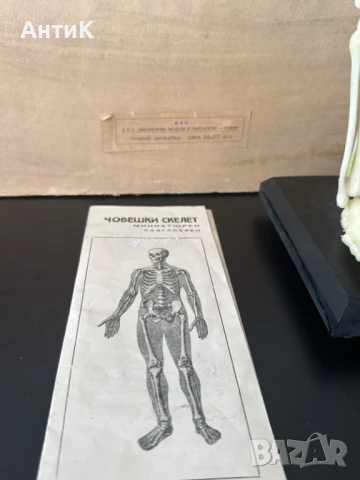 Соц Учебен Модел на Човешки Скелет, снимка 2 - Антикварни и старинни предмети - 51136257