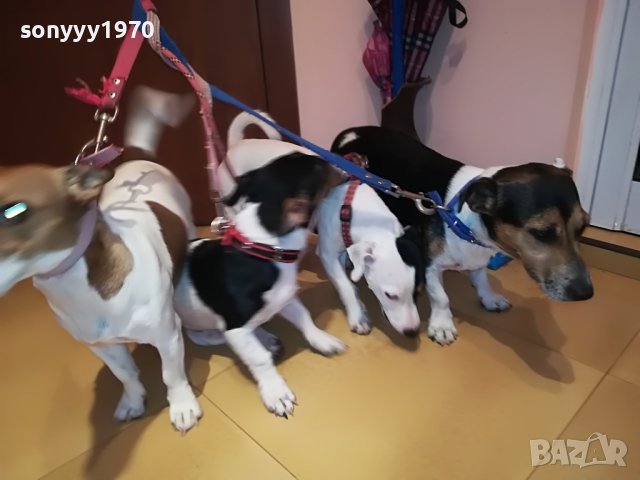 джак ръсел-женско куче на 5 месеца-кукла 0707220925, снимка 4 - Джак ръсел териер - 37313283