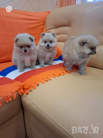 Померан померанчета Гр. София, снимка 8 - Померан - 52597069