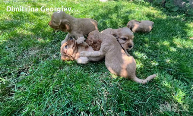 Продавам кокер шпанйоли, снимка 7 - Кокер шпаньол - 55801033