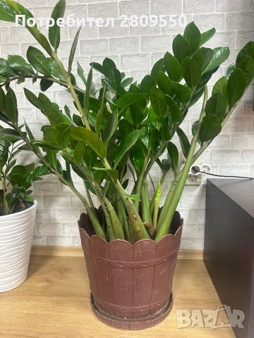 замиокулкас растения Цветя, снимка 2 - Стайни растения - 53117619