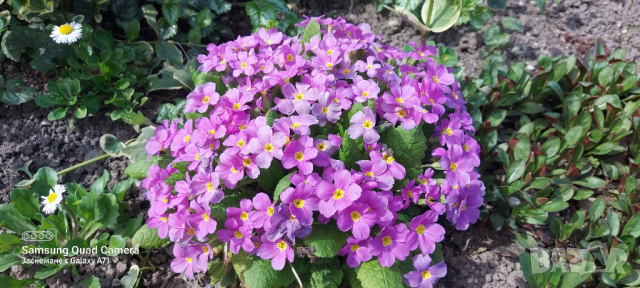 Продавам стари сортове иглики , бяла , розова и лилава, снимка 5 - Градински цветя и растения - 44752179