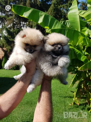 Померан померанчета свободни!, снимка 5 - Померан - 51699800