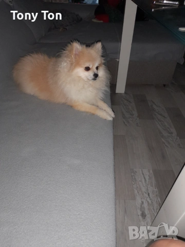 Померански шпиц , снимка 9 - Померан - 53939083