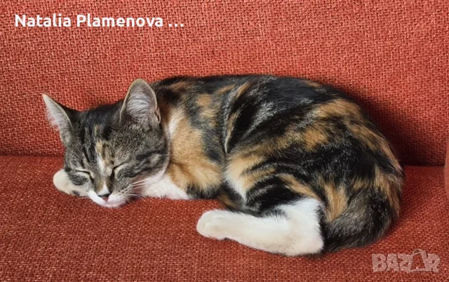 Супер гальовни котета!!!, снимка 15 - Британска късокосместа - 54821461