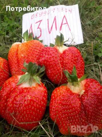 Ццелогодишен сорт ягоди и малини , снимка 2 - Разсади - 49456274