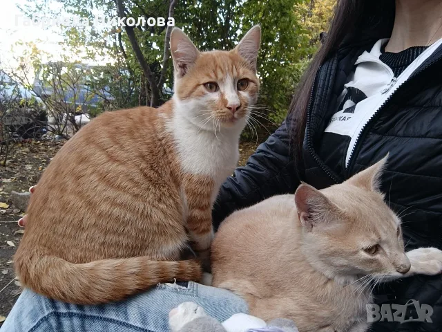 Подарявам коте СПЕШНО , снимка 9 - Други - 56334764