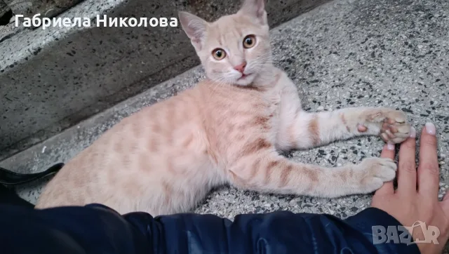 Подарявам коте СПЕШНО , снимка 10 - Други - 56334764