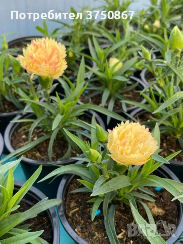 🧡💜🧡 Карамфил/Dianthus 🧡💜🧡, снимка 6 - Градински цветя и растения - 52139554
