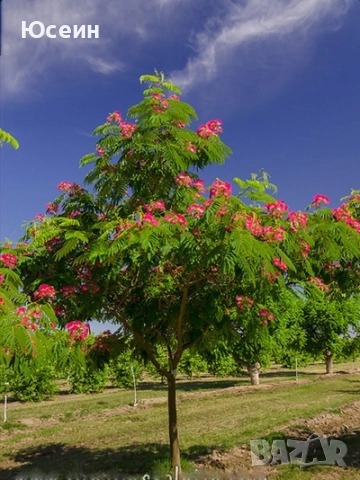 Фиданки от Албиция , снимка 14 - Градински цветя и растения - 51598315