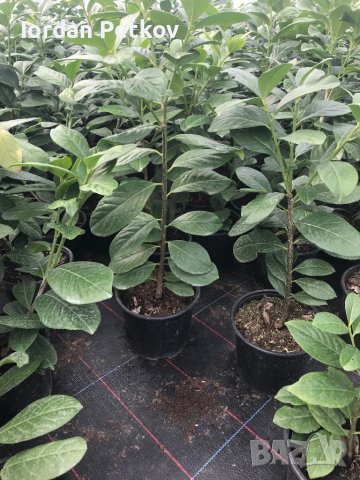 Лавровишна, снимка 3 - Градински цветя и растения - 40094985