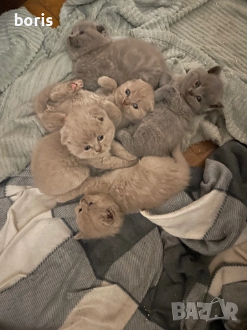 Продавам клепоухи котенца , снимка 2 - Британска късокосместа - 54288937