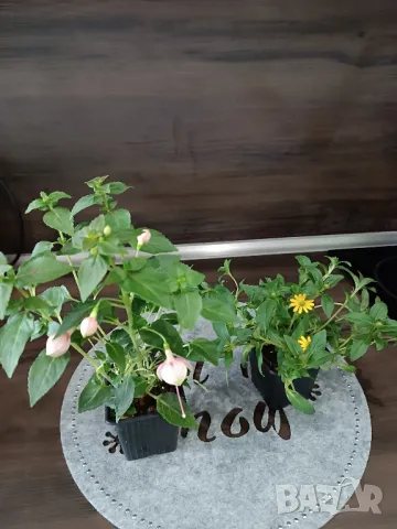 Комплект растения , снимка 1