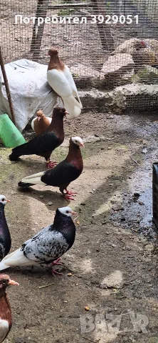 Продавам джимпели